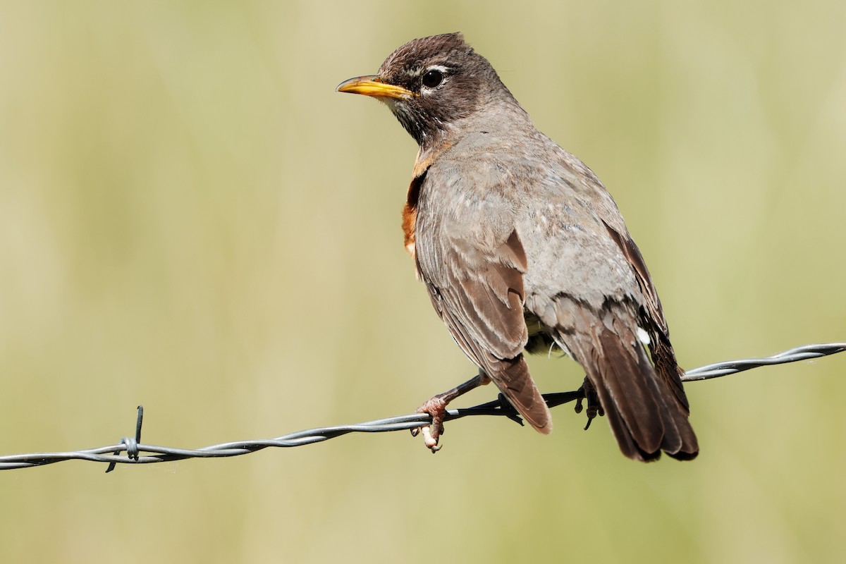 American Robin - ML620693307