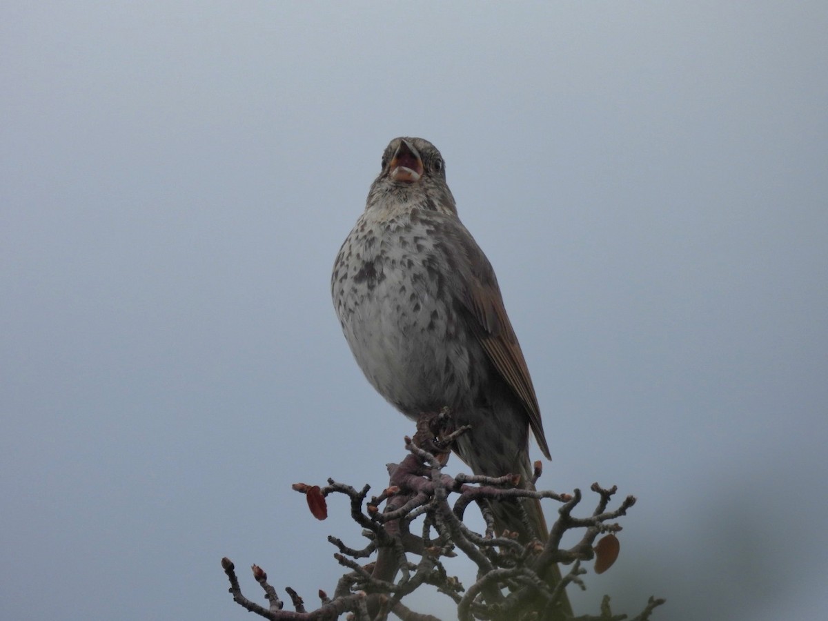 Fox Sparrow (Slate-colored) - ML620693308