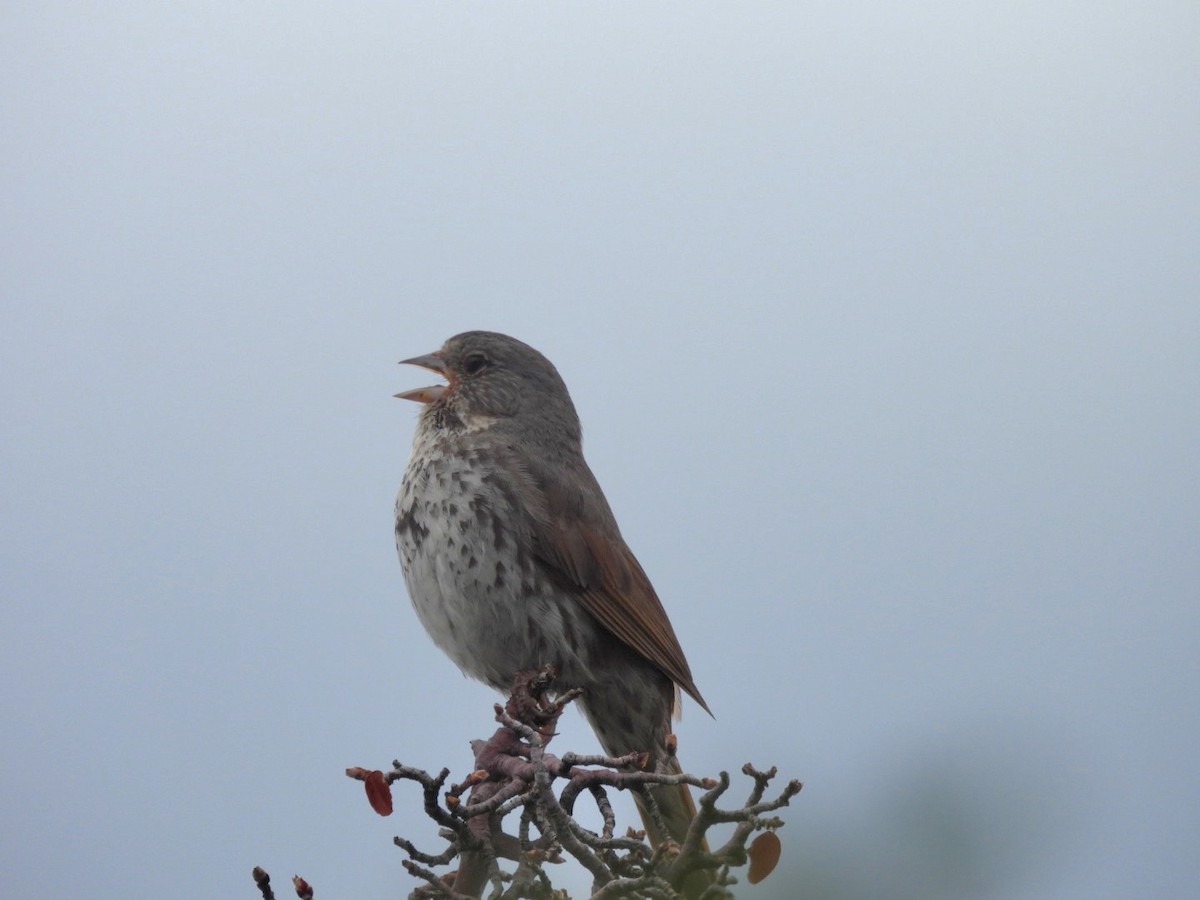 Fox Sparrow (Slate-colored) - ML620693309