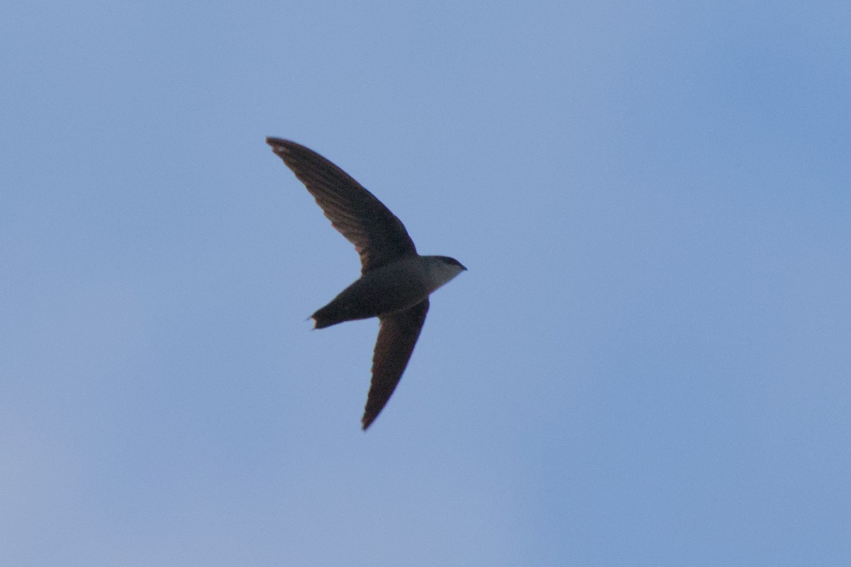 Chimney Swift - ML620693314