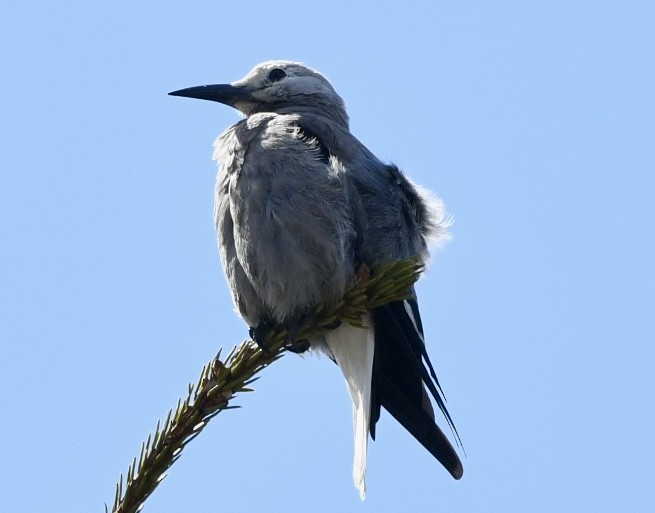 Clark's Nutcracker - ML620693315