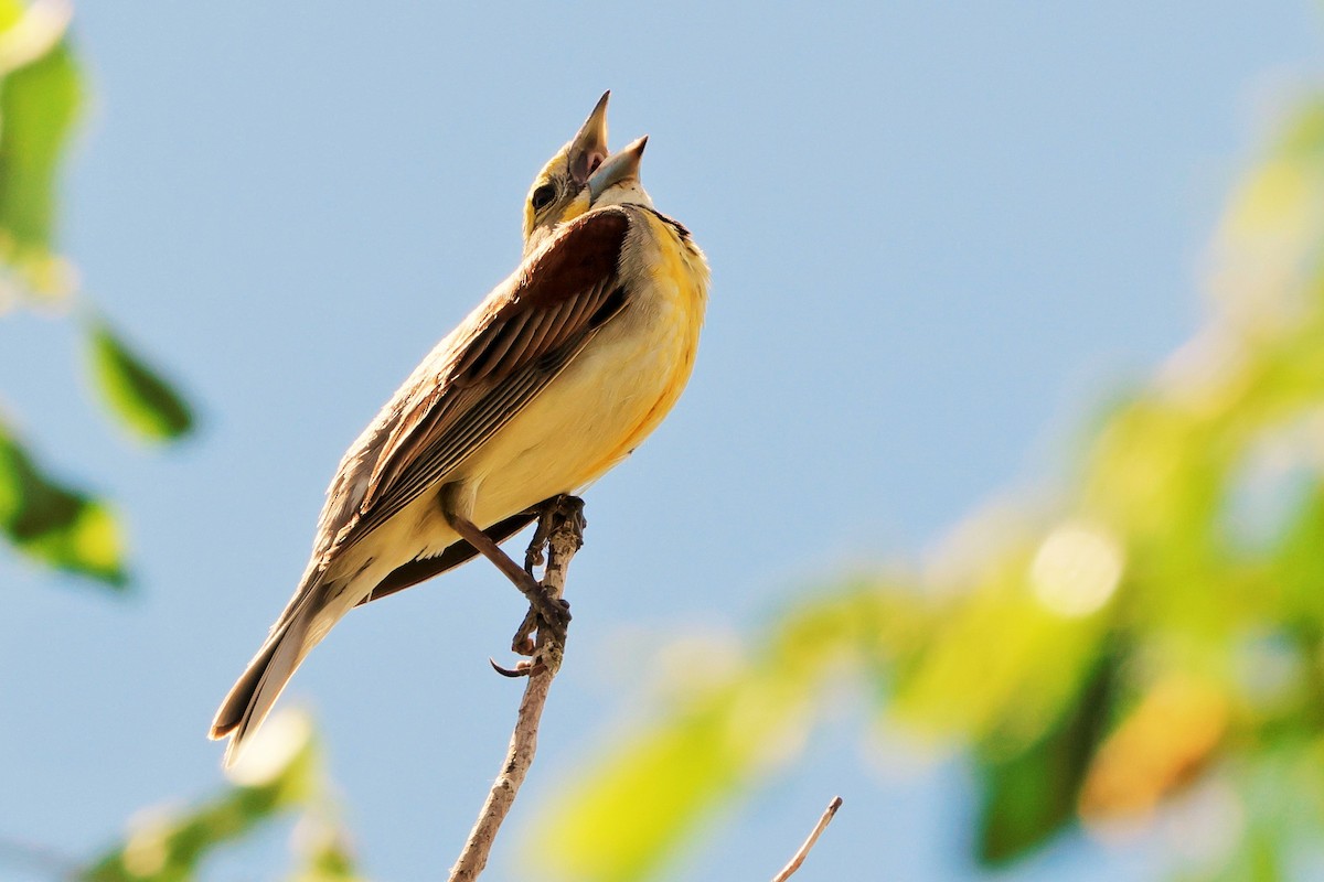 Dickcissel d'Amérique - ML620693320