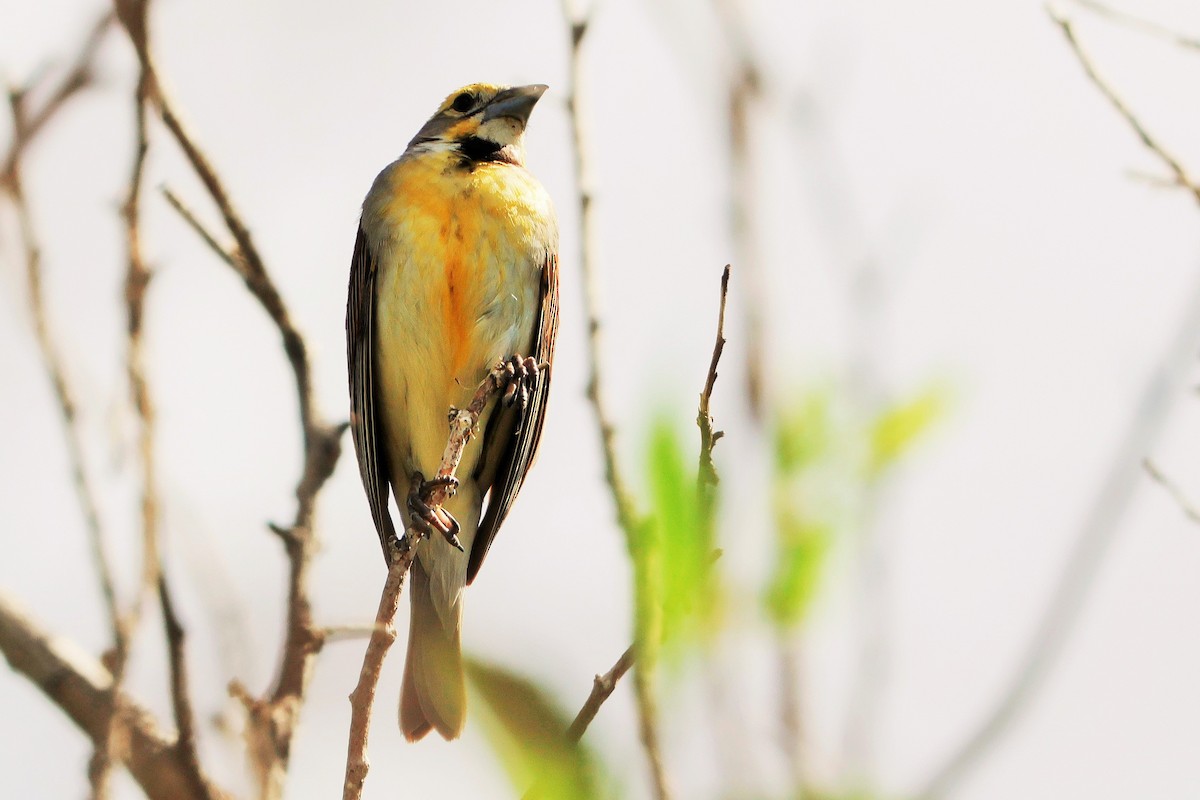 Dickcissel d'Amérique - ML620693321