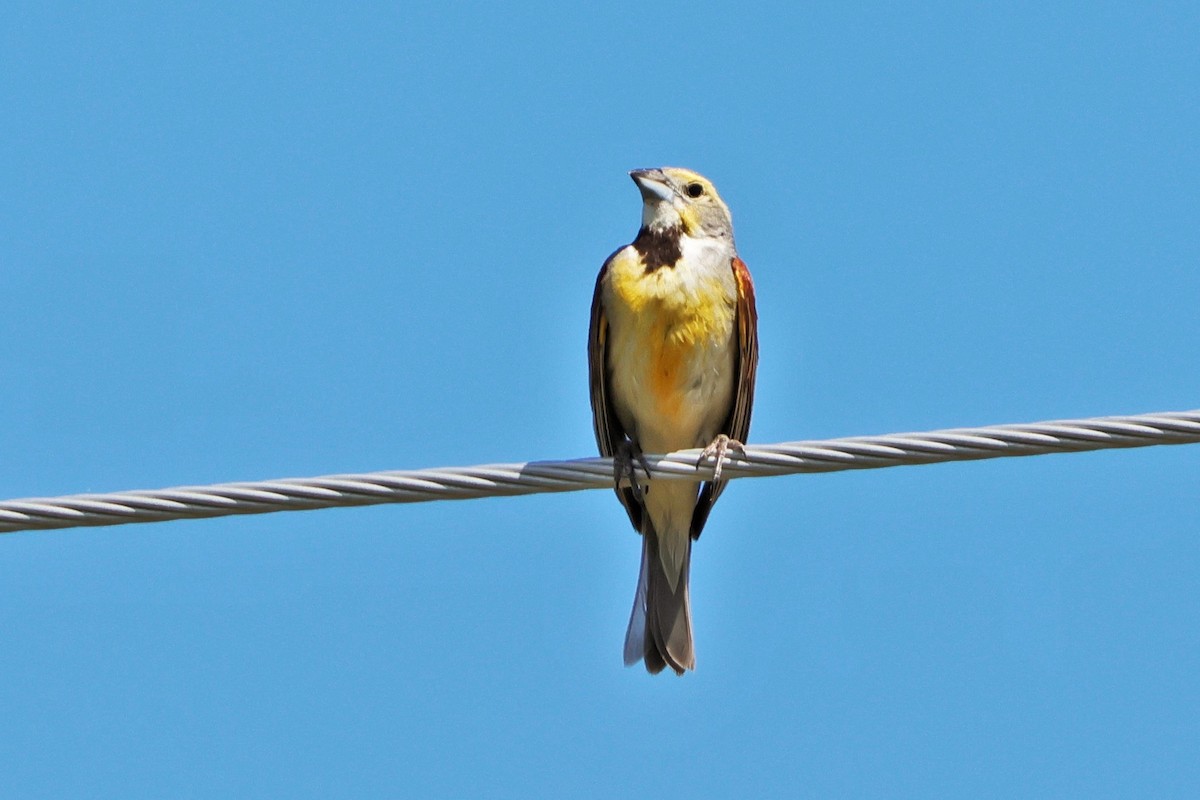 Dickcissel - ML620693322