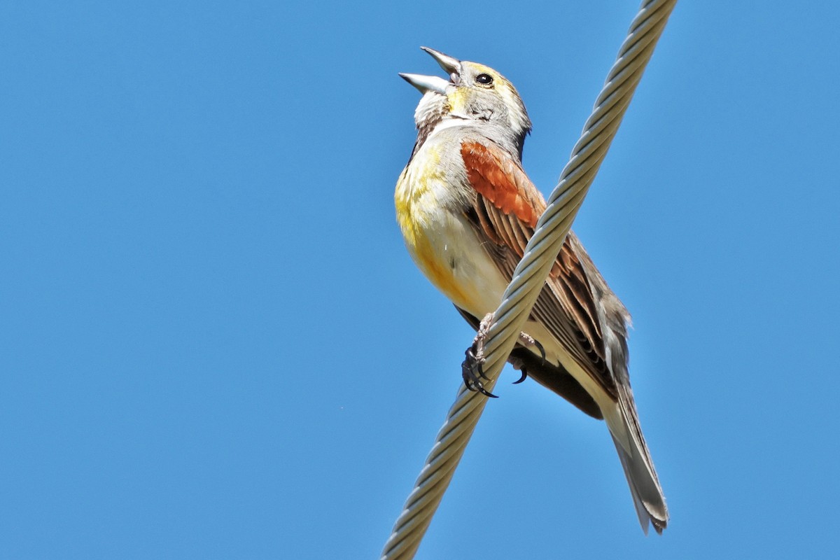 Dickcissel - ML620693323