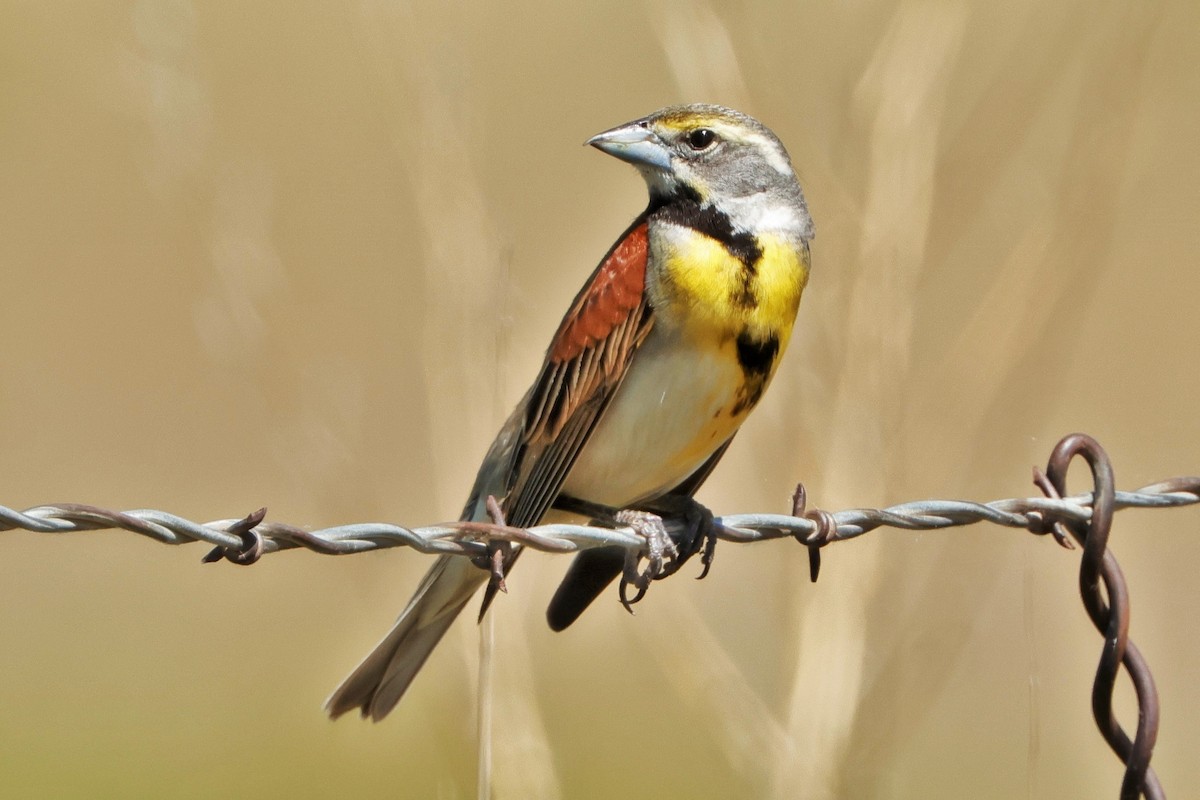 Dickcissel d'Amérique - ML620693324