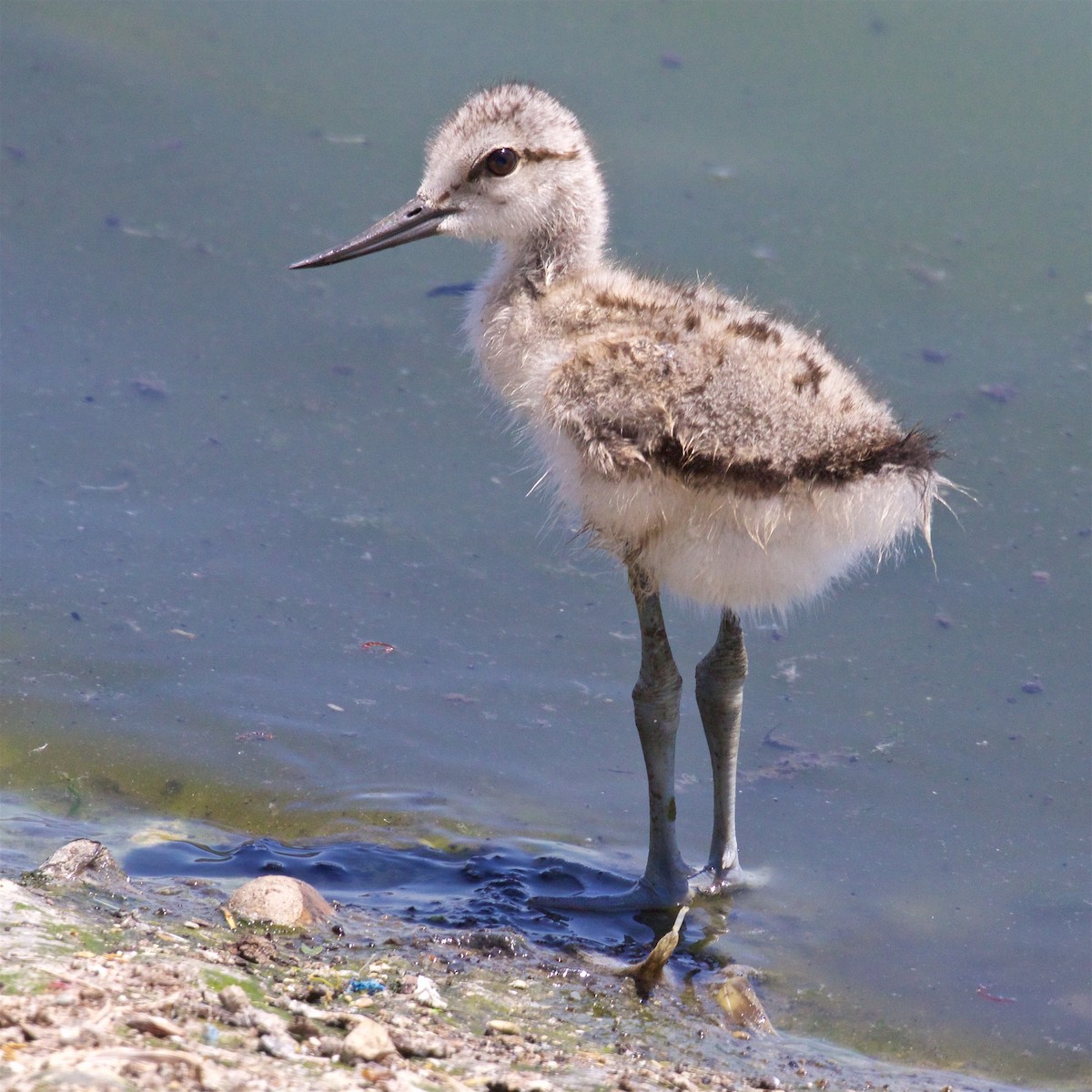 American Avocet - ML620693326