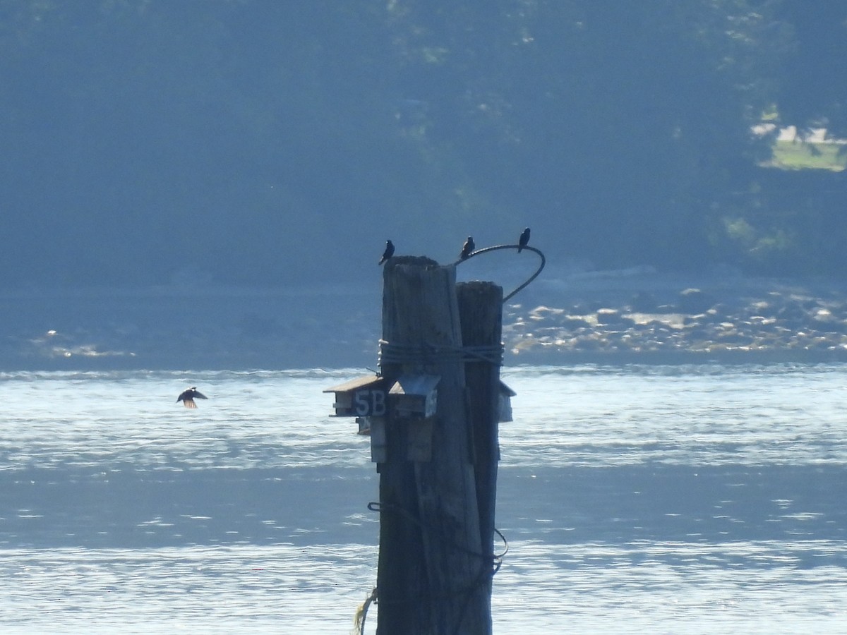 Bonaparte's Gull - ML620693328