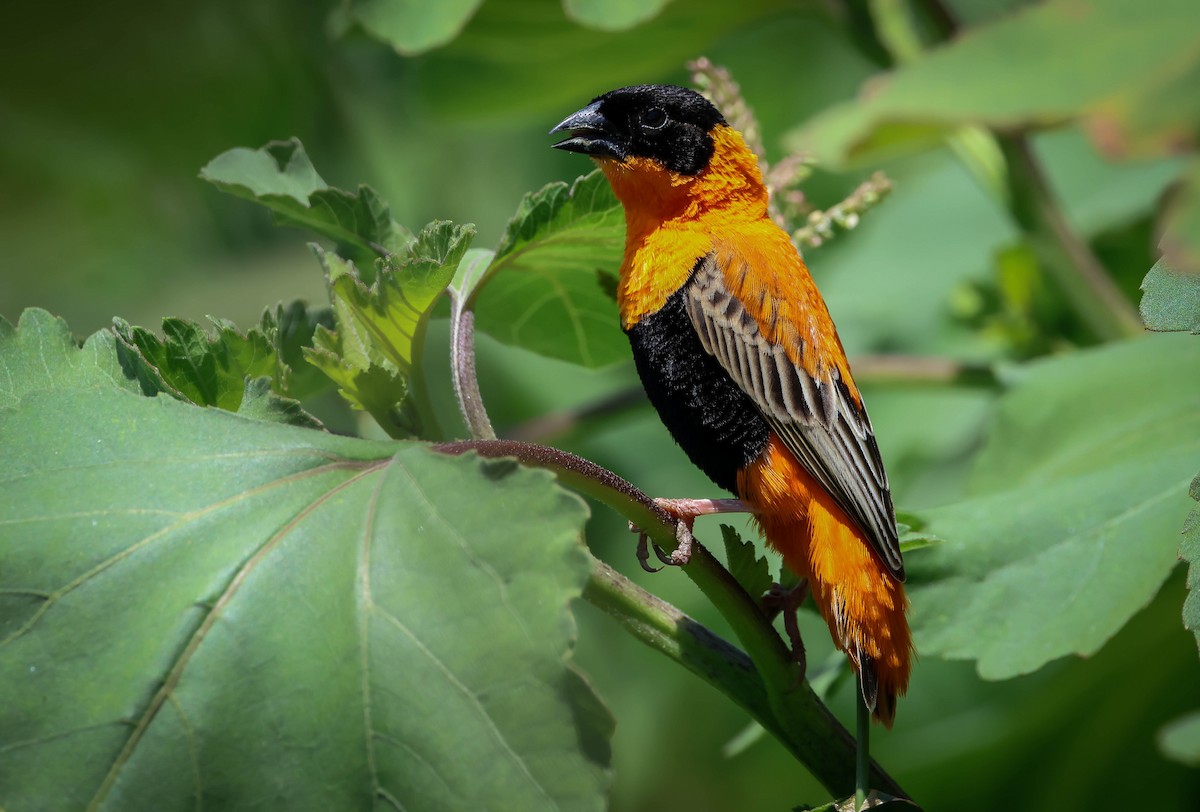 Northern Red Bishop - ML620693329