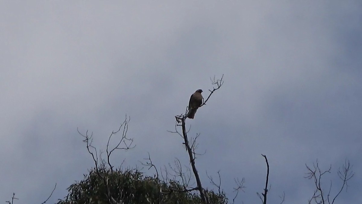 Red-tailed Hawk - ML620693331