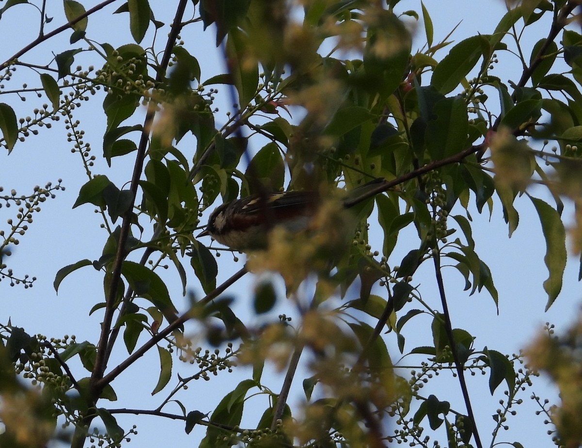 Chestnut-sided Warbler - ML620693335