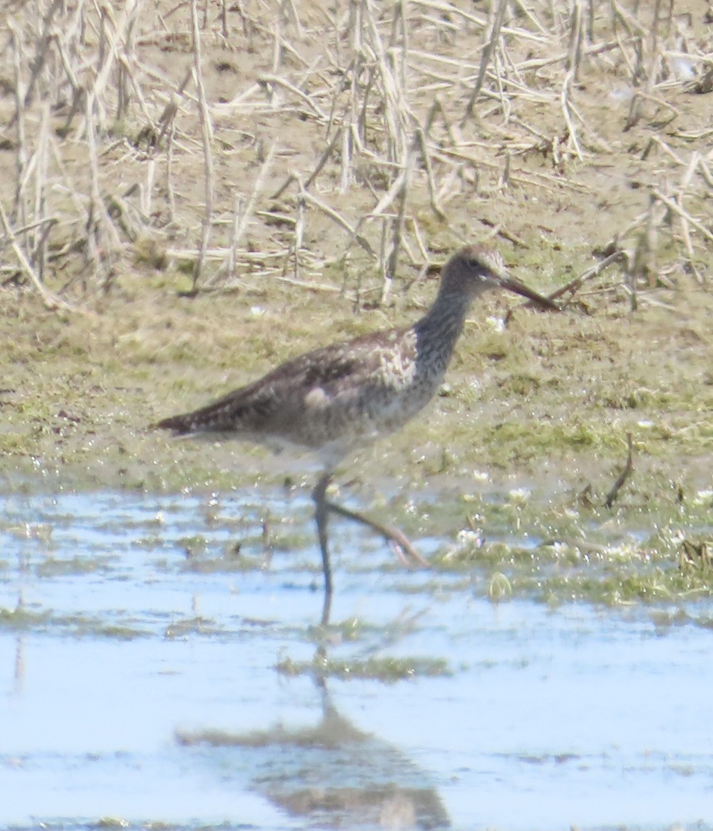 Willet - ML620693338