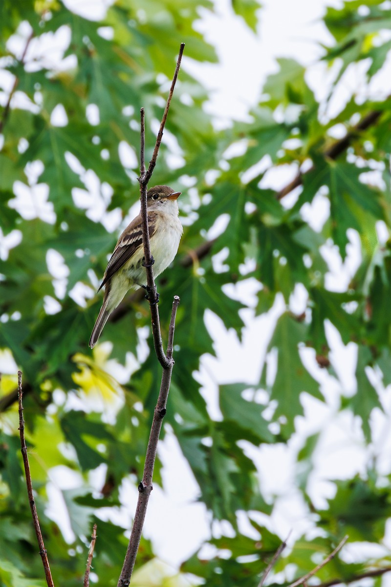 Willow Flycatcher - ML620693341