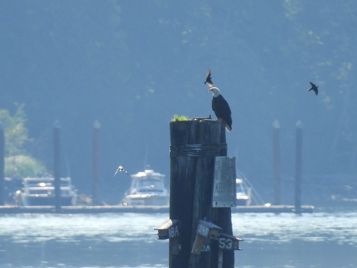 Bonaparte's Gull - ML620693344