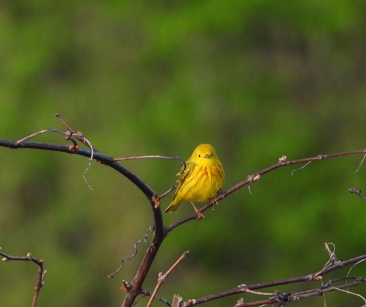 Paruline jaune - ML620693346