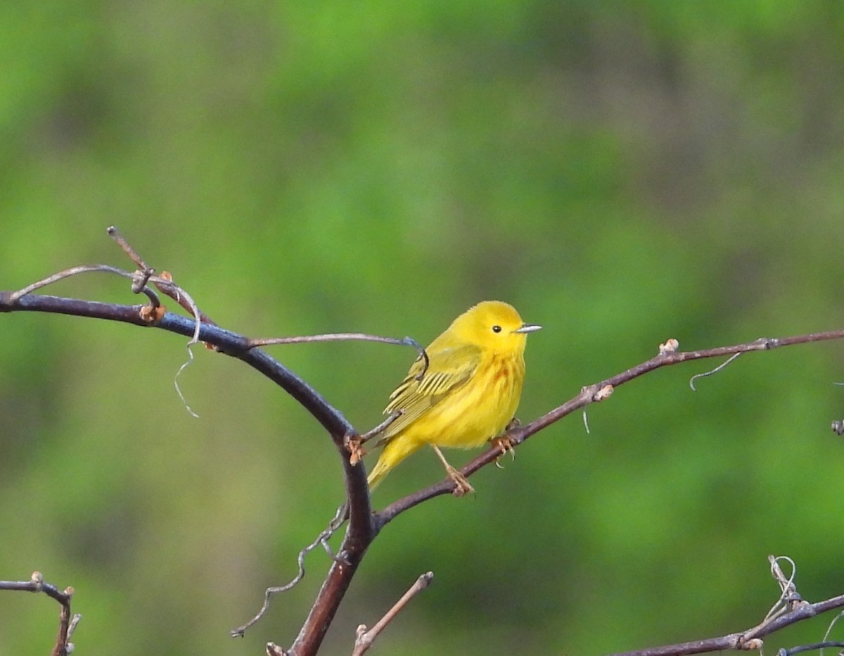 Yellow Warbler - ML620693347