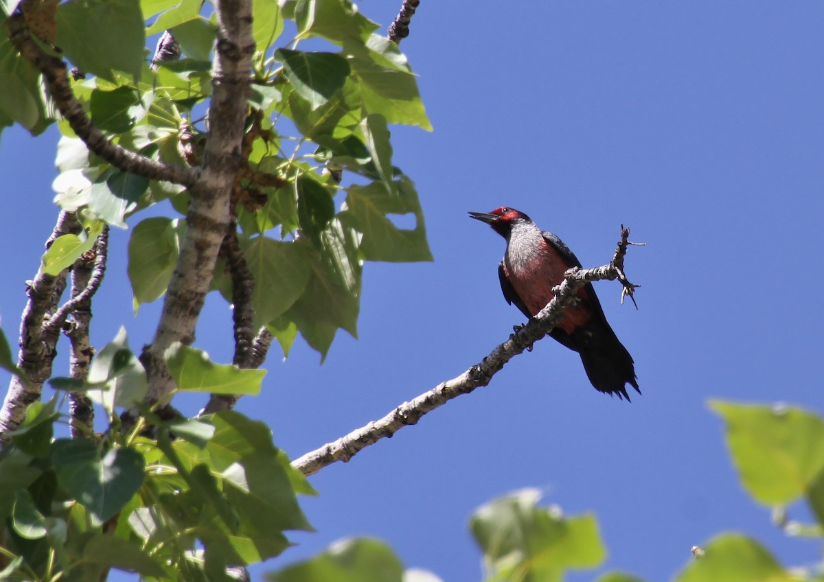 Lewis's Woodpecker - ML620693349