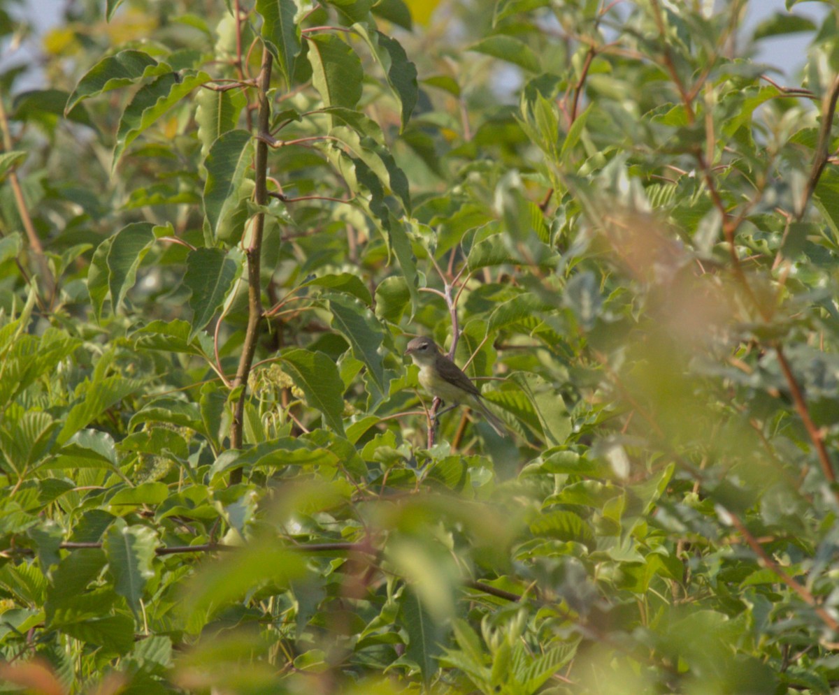 Bell's Vireo - ML620693350