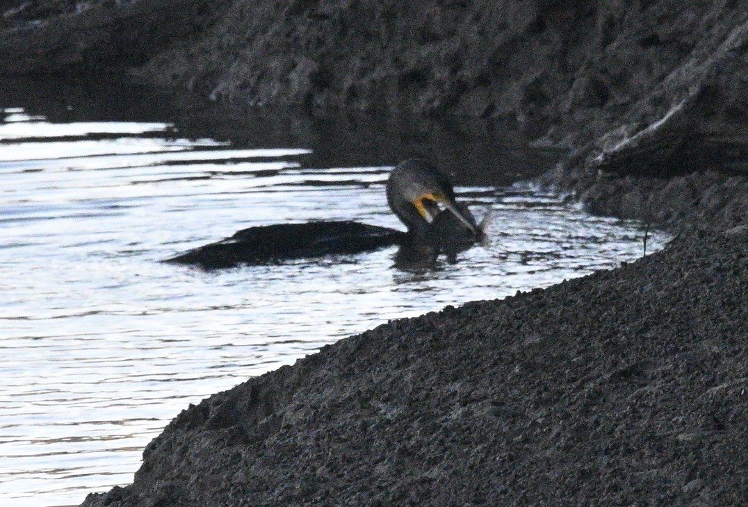 Cormorán Grande - ML620693351