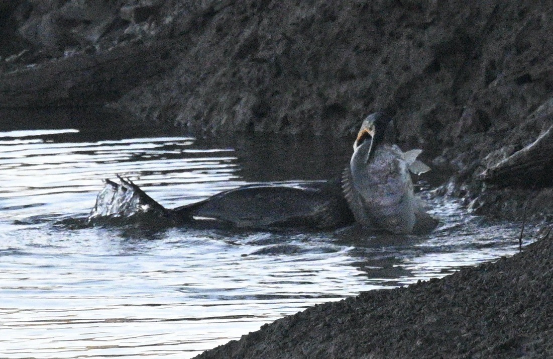 Great Cormorant - ML620693352