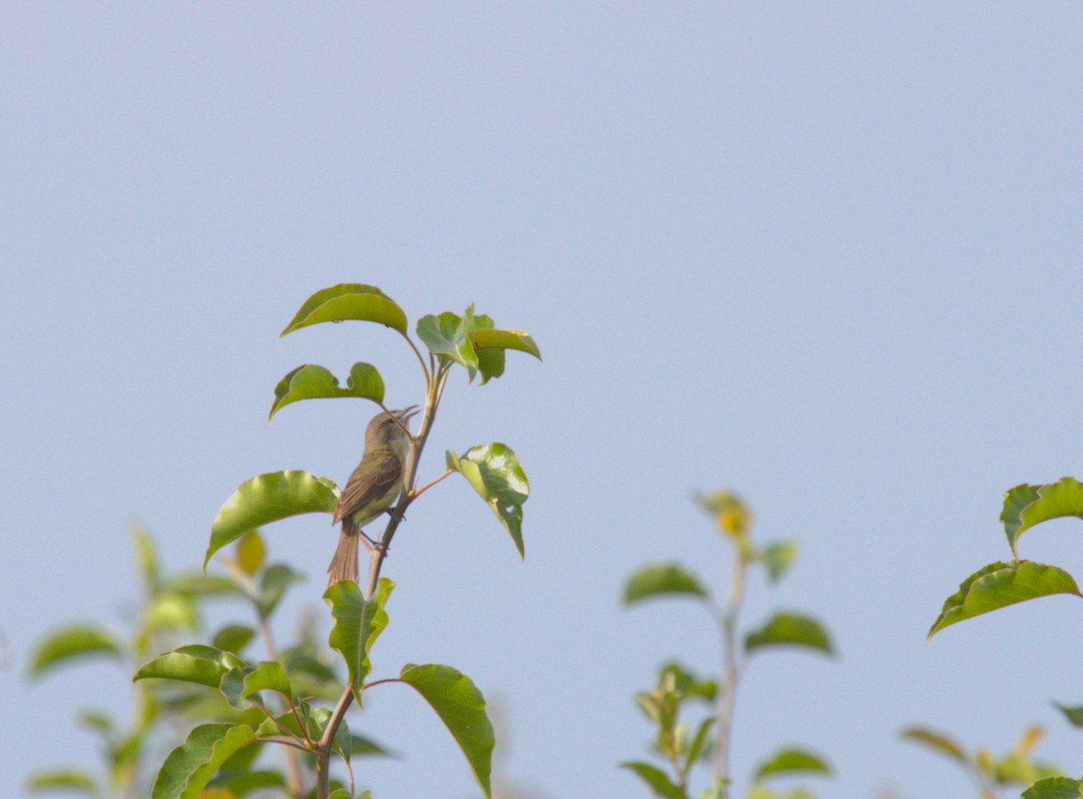 Bell's Vireo - ML620693354