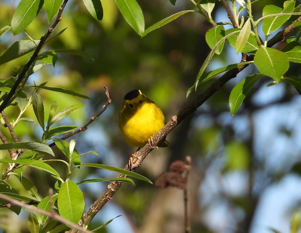 Wilson's Warbler - ML620693356