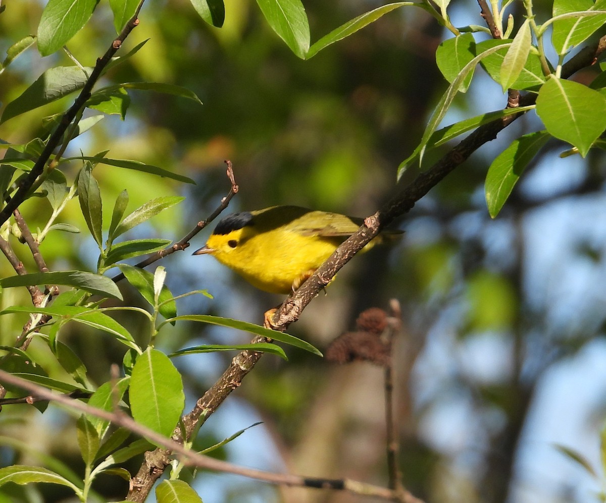 Wilson's Warbler - Ezekiel  Van