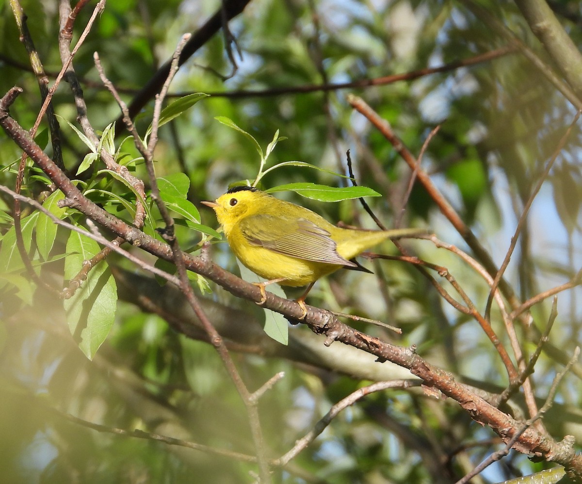 Wilson's Warbler - ML620693358