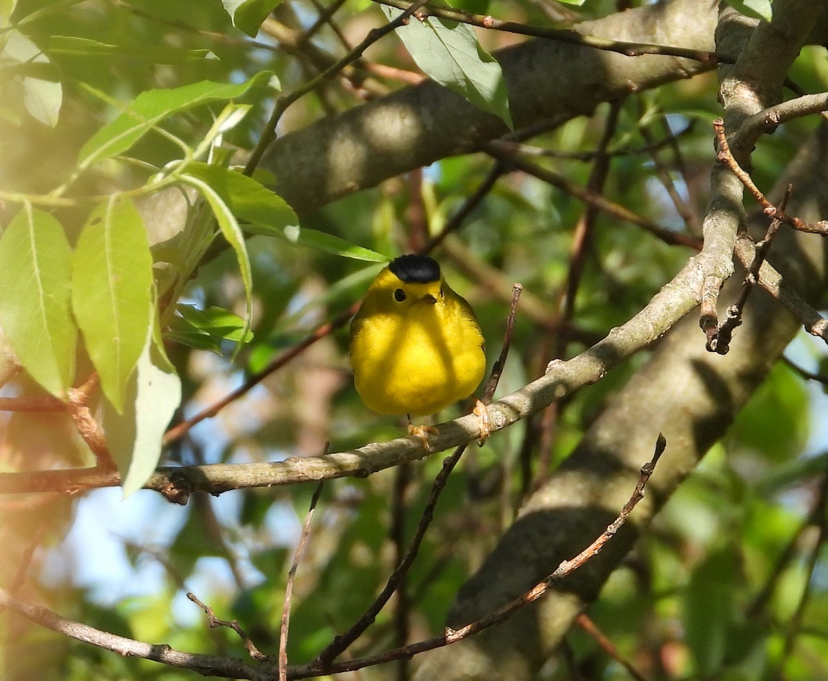 Wilson's Warbler - ML620693359