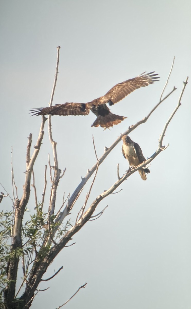 Red-tailed Hawk - ML620693361