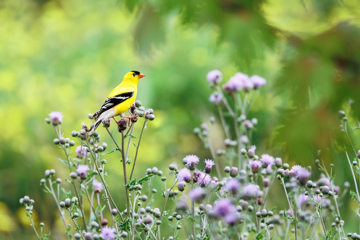 American Goldfinch - ML620693362