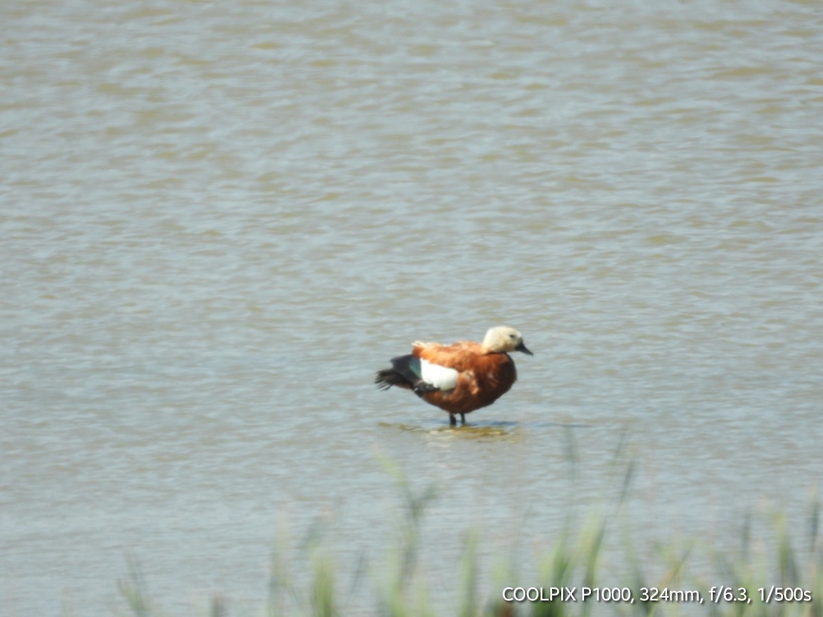 Ruddy Shelduck - ML620693364