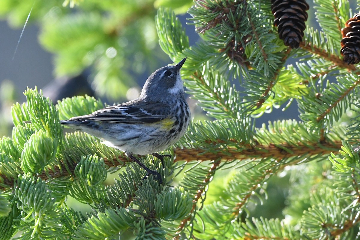 Yellow-rumped Warbler - Graham Sorrie