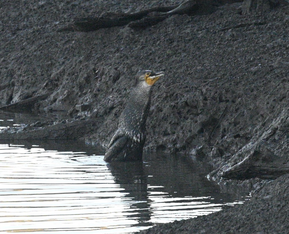 Great Cormorant - ML620693370