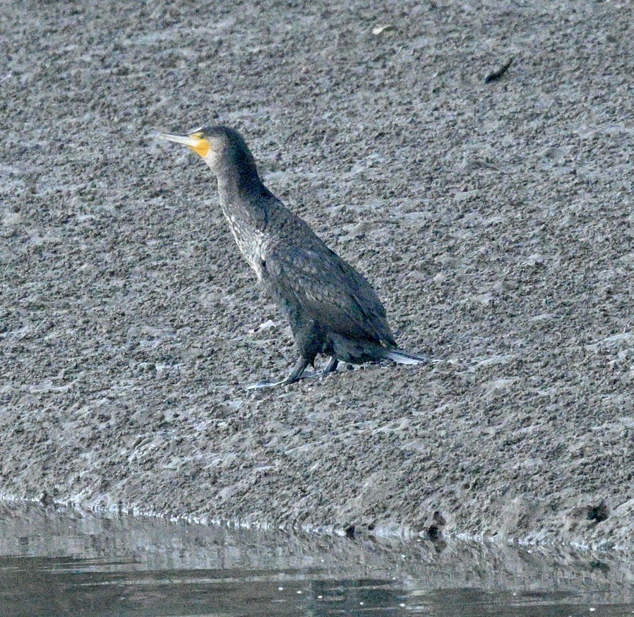 Great Cormorant - ML620693372