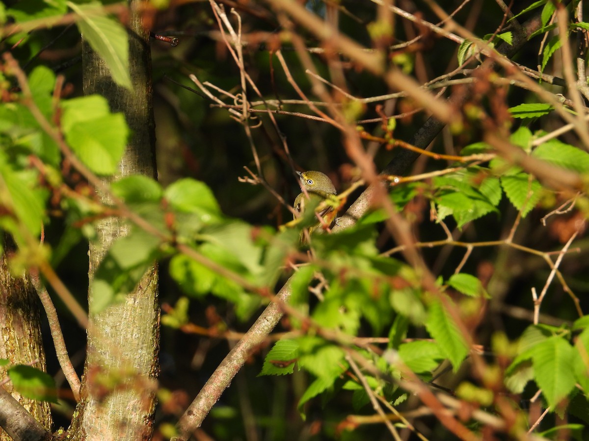 Vireo Ojiblanco - ML620693384