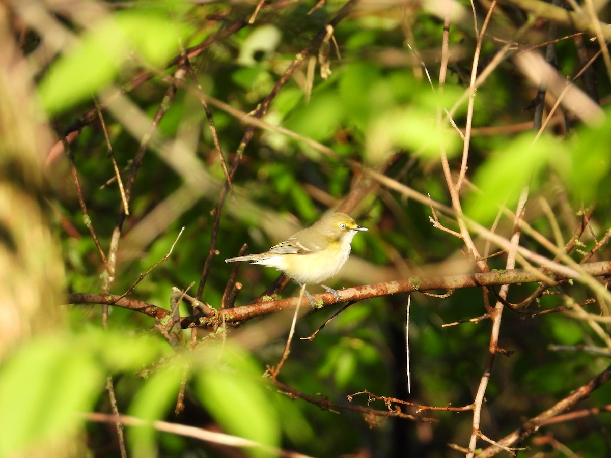 Ak Gözlü Vireo - ML620693385