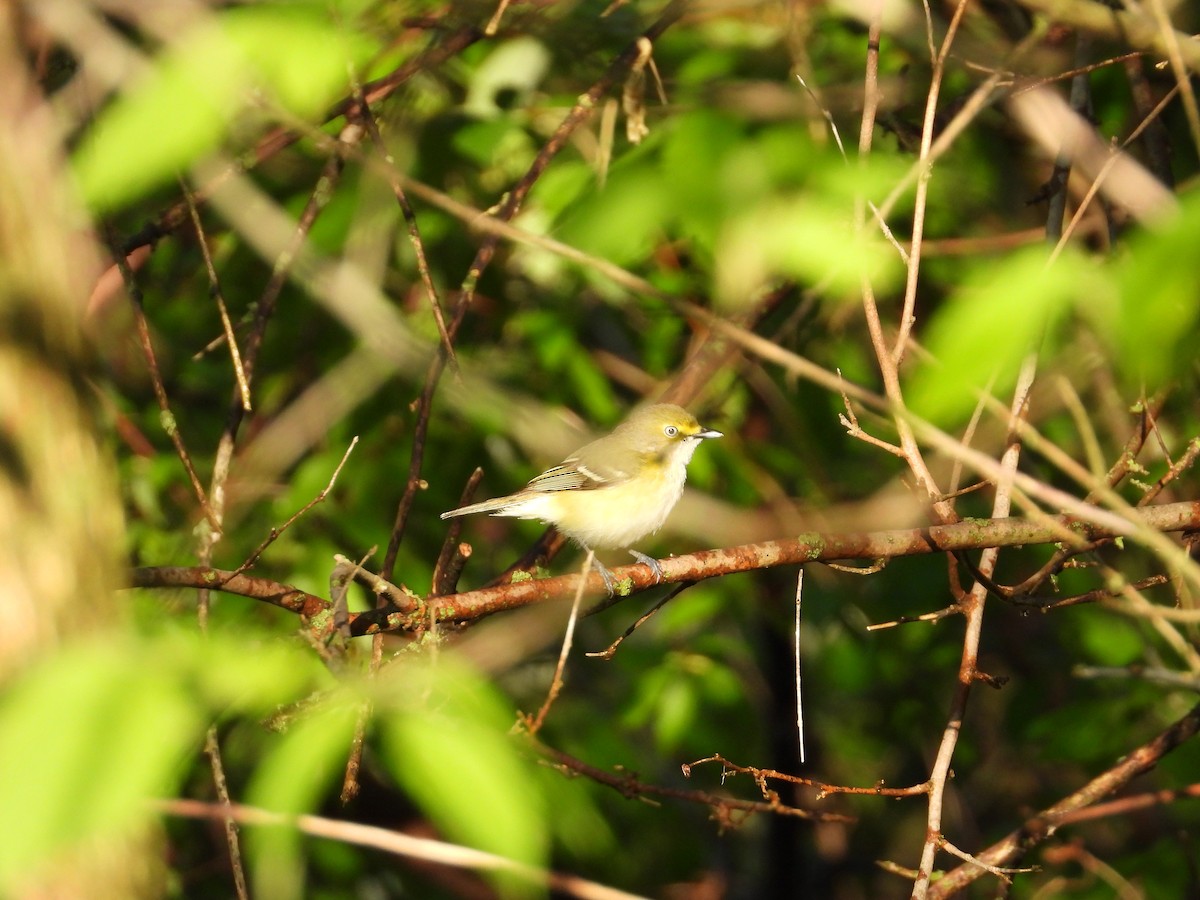 Ak Gözlü Vireo - ML620693387