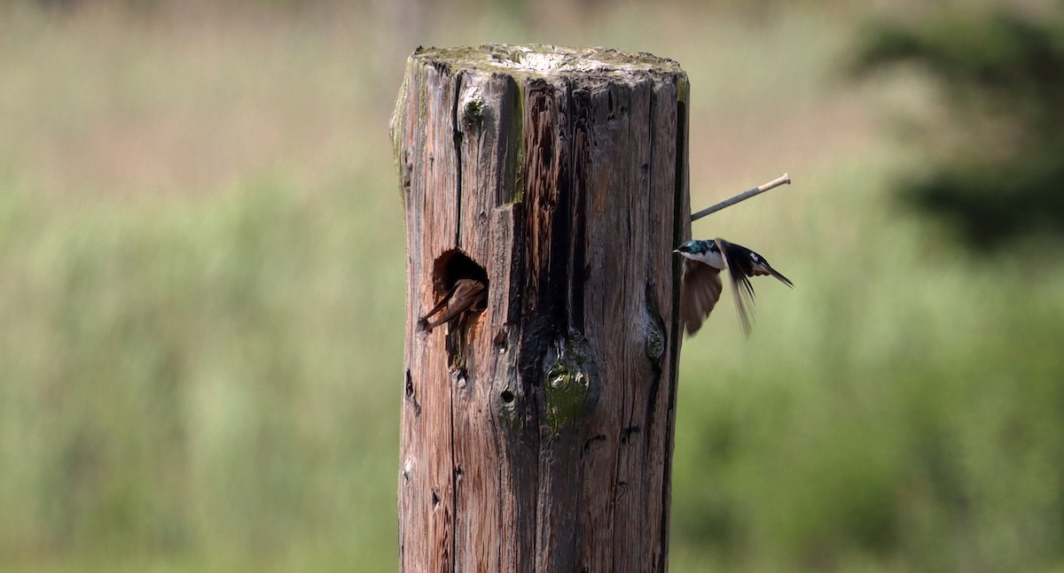 Tree Swallow - ML620693392