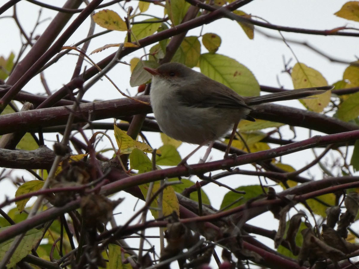 Superb Fairywren - ML620693396