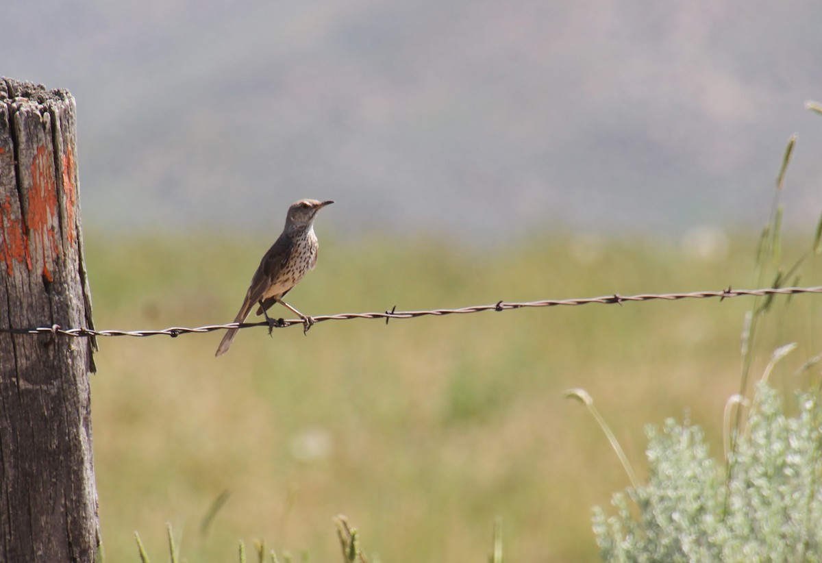 Sage Thrasher - ML620693397