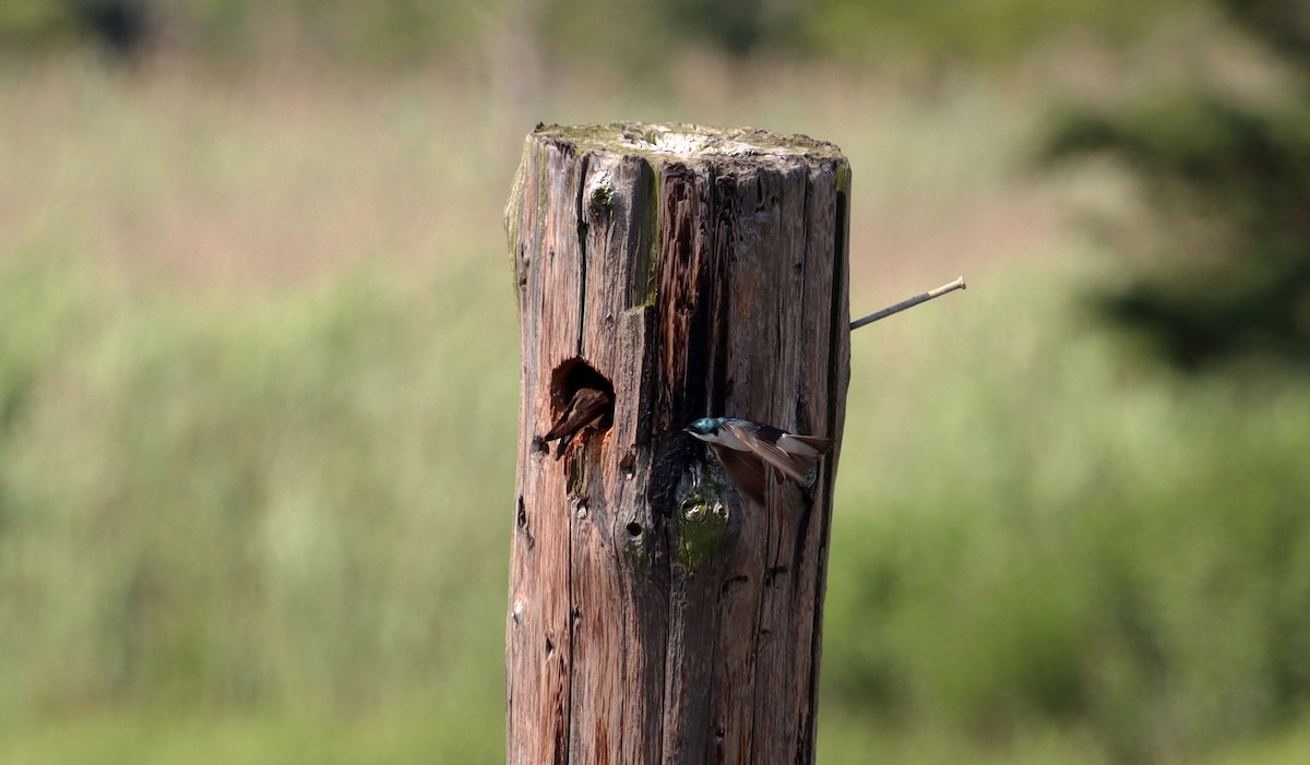 Tree Swallow - ML620693398