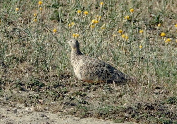 Black-bellied Sandgrouse - ML620693399