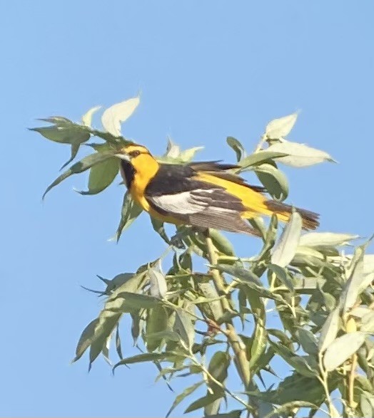 Bullock's Oriole - ML620693401