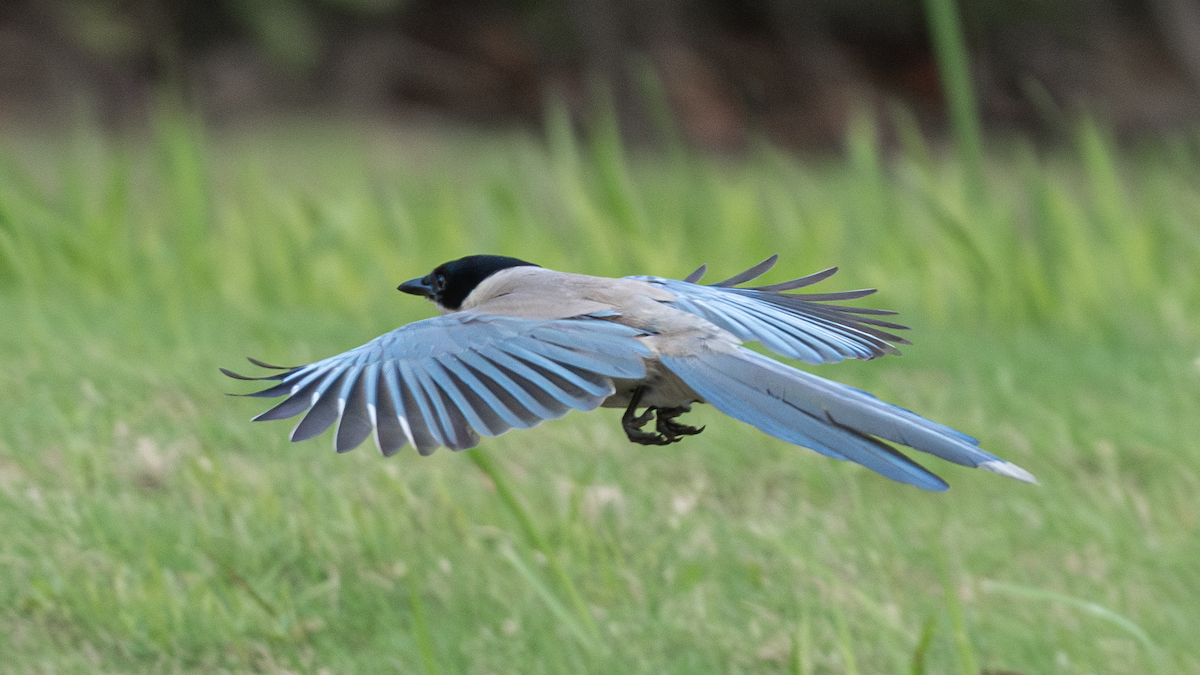 Azure-winged Magpie - ML620693408