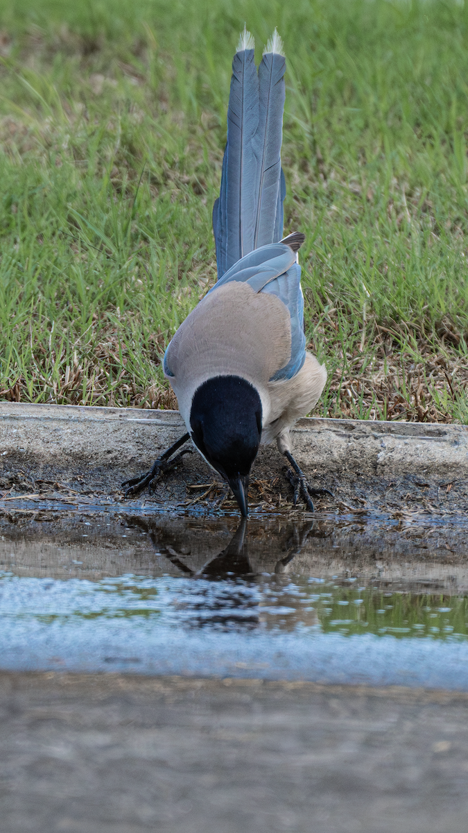 Azure-winged Magpie - ML620693409