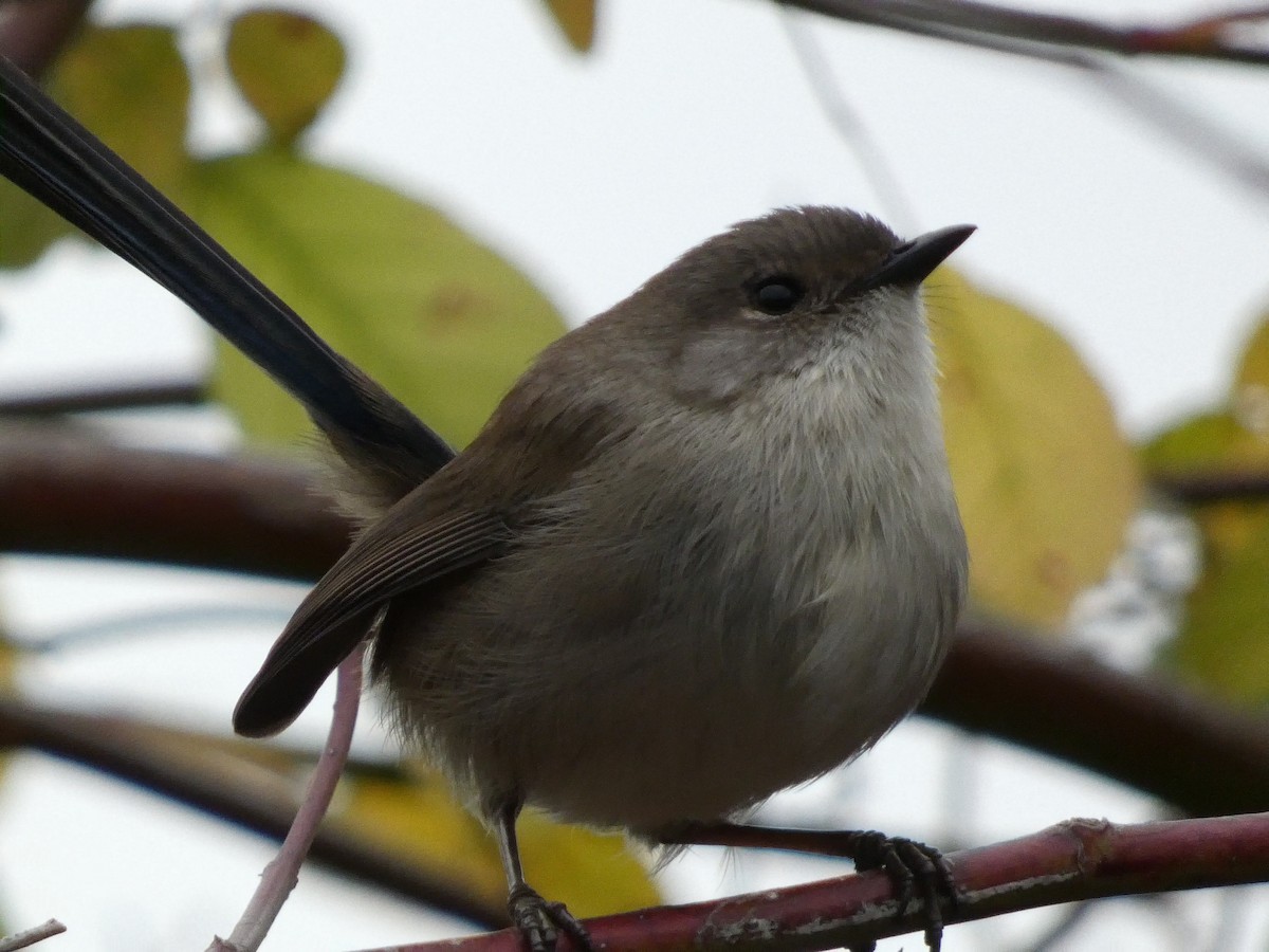 Superb Fairywren - ML620693410