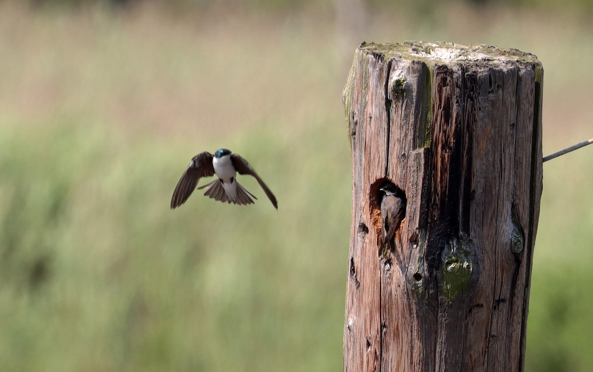 Golondrina Bicolor - ML620693412