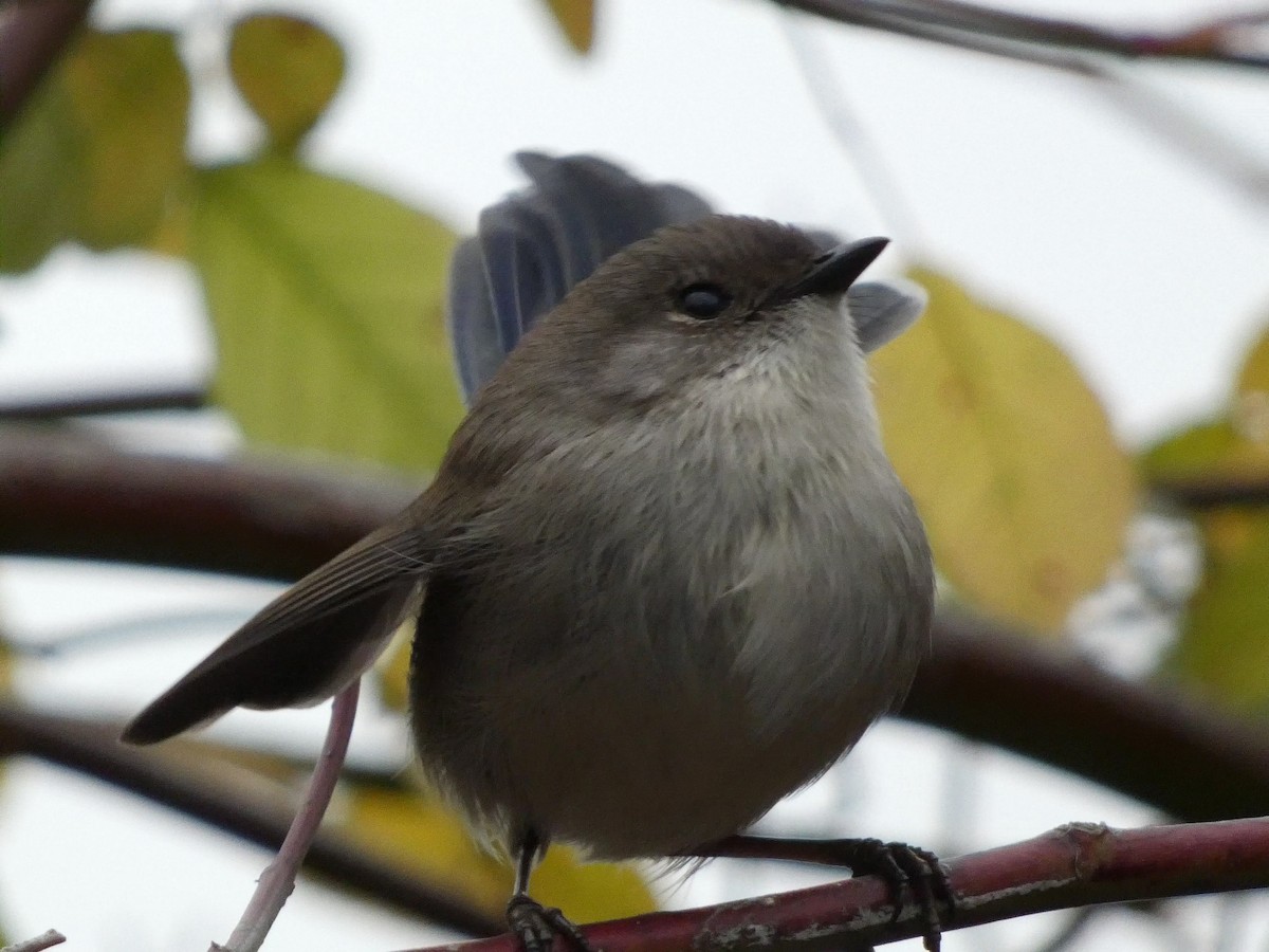 Superb Fairywren - ML620693416