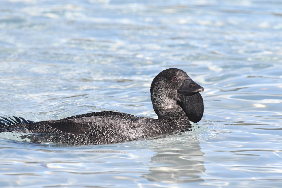 Musk Duck - ML620693417